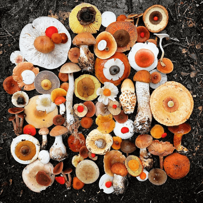 Sherrie on Instagram: “#throwbackthursday One of my favorites❤️ #natureflatlays #mushroomart #natureart #mushrooms #allthemu...