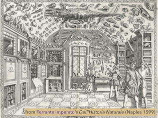 1599 Wunderkammer（curiosity cabinet) were the common way to display collectio.jpeg