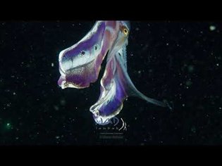 The Blanket Octopus and it's AMAZING Blanket!!