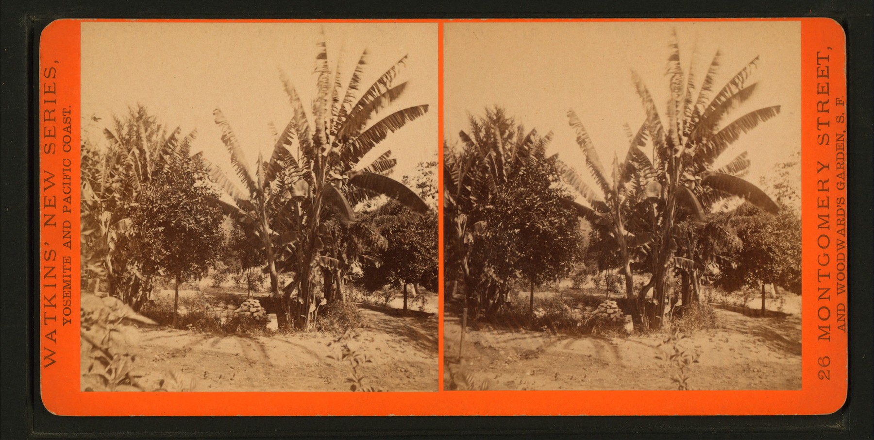 plantain_tree-_by_watkins-_carleton_e.-_1829-1916.jpg
