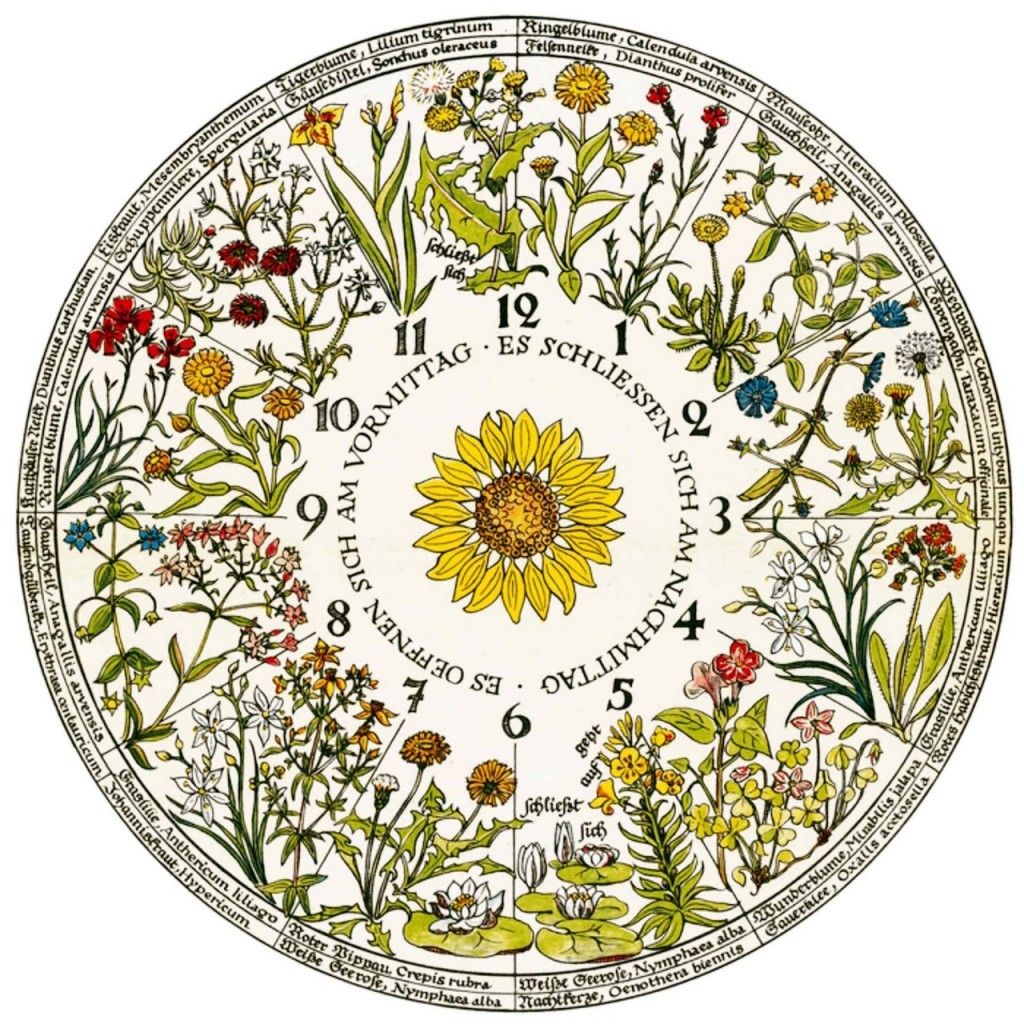 Carl Linnaeus flower clock