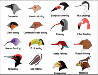 Bird Beak Functions