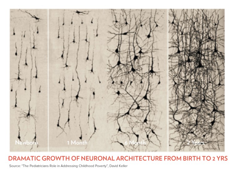Neural development