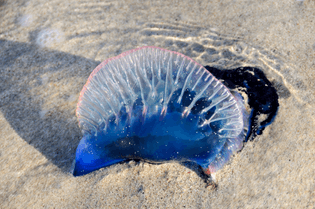 portuguese man o’ war jellyfish
