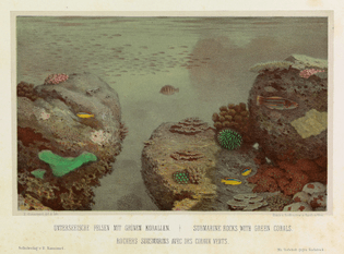 Lithograph of underwater scene by Eugen Ransonnet-Villez, from colour pencil drawings made by the artist while submerged in his diving bell, from his 1867 Sketches of the Inhabitants, Animal Life and Vegetation in the Lowlands and High Mountains of Ceylon. SIMONWEBERUNGER~COMMONSWIKI/PUBLIC DOMAIN