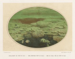 Lithograph of underwater scene by Eugen Ransonnet-Villez, from colour pencil drawings made by the artist while submerged in his diving bell, from his 1867 Sketches of the Inhabitants, Animal Life and Vegetation in the Lowlands and High Mountains of Ceylon. BIODIVERSITY HERITAGE LIBRARY/PUBLIC DOMAIN