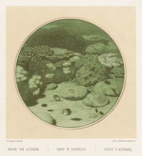 Lithograph of underwater scene by Eugen Ransonnet-Villez, from colour pencil drawings made by the artist while submerged in his diving bell, from his 1867 Sketches of the Inhabitants, Animal Life and Vegetation in the Lowlands and High Mountains of Ceylon. BIODIVERSITY HERITAGE LIBRARY/PUBLIC DOMAIN