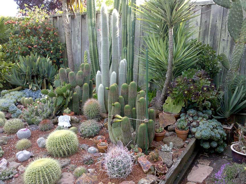 outdoor-succulent-garden-ideas.jpg — Are.na