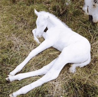 baby horse