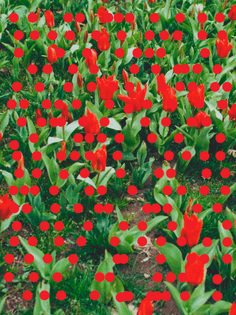 tulip-03.jpg