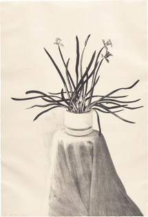 David Hockney, Potted Daffodils (1980)