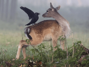 pay-a-fallow-deer-with-a-jackdaw-on-its-back-in-bushy-park.jpg