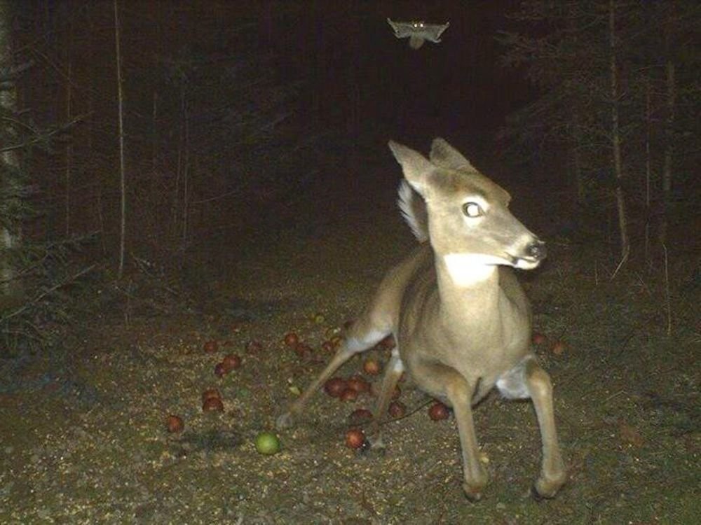 Flying Squirrel &amp; Deer