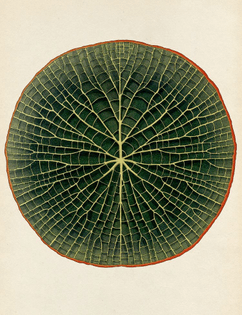 backside of a lotus leaf