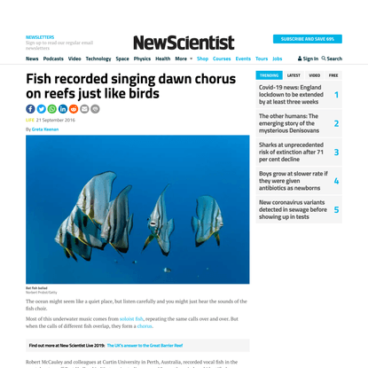 Fish recorded singing dawn chorus on reefs just like birds