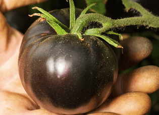 black-beauty-tomato.png