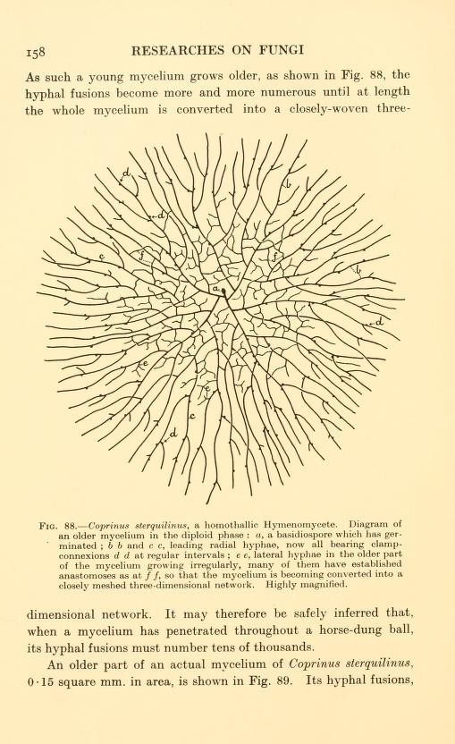 mycelium of Coprinus sterquilinus, from "Researches on Fungi" by Buller, A. H. Reginald 