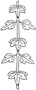 eb1911_leaf_-_stem_with_opposite_leaves.jpg