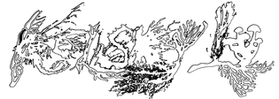 kl_mycellial_logo_1_e559de94-4fb8-4b52-a8db-39895817e821.png