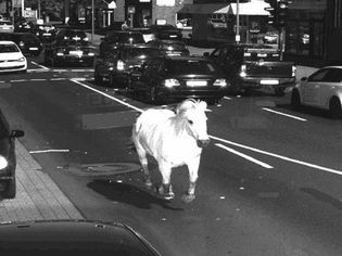 horse-caught-by-speed-camera-in-germany-pic-dpa-pa-289769804.jpg