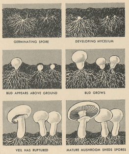 life-cycle-of-the-mushroom.png