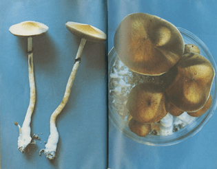 psilocybin-magic-mushroom-growers-guide-2-.png