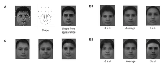 The Code for Facial Identity in the Primate Brain