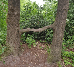 tree-trellis.jpg