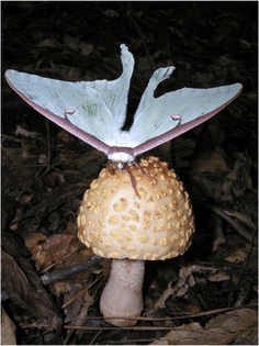 moth-on-a-mushroom.jpg