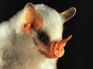 Honduran Ghost Bat