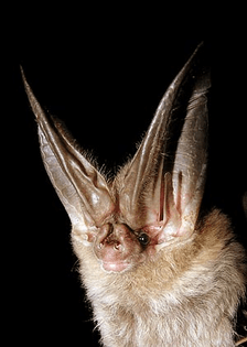 Townsend's Big Eared Bat