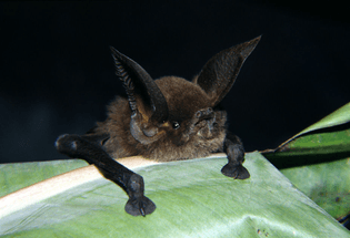 Sucker-footed Bat of Madagascar