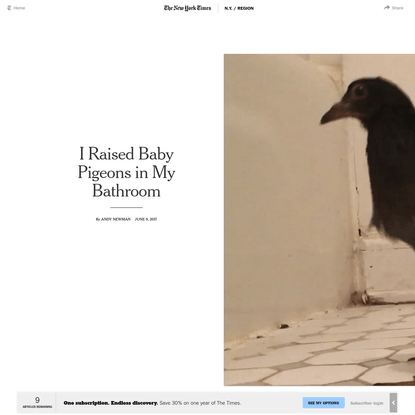 I Raised Baby Pigeons in My Bathroom