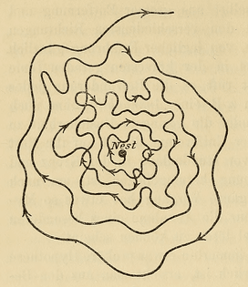 A wasp flies in a spirals around a newly made nest. Zeitschrift fur Naturwissenschaften. 1900. 