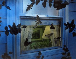 Untitled (Insect Window), 1994, Gregory Crewdson