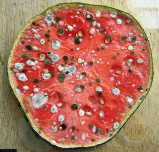 mould-on-melon-slice-i.jpg