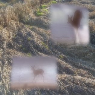 Bliss Song, by Bambi