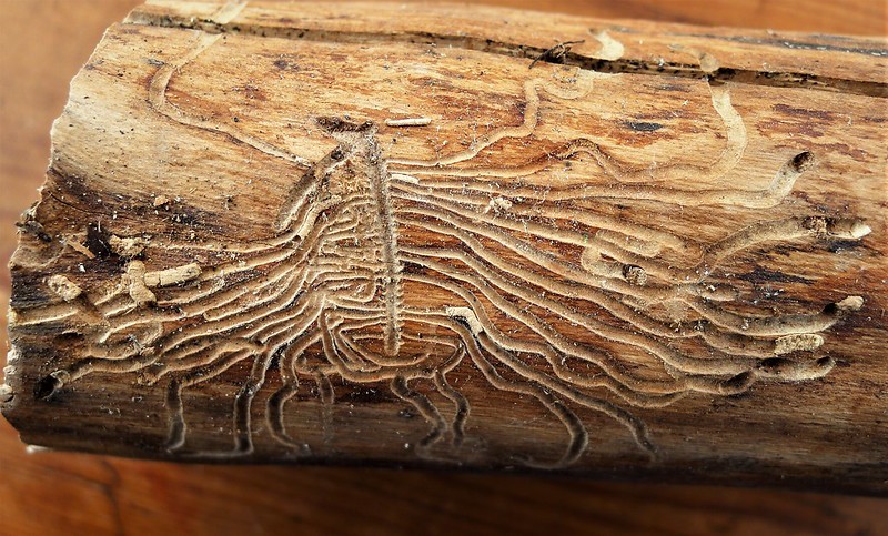 Elm bark boring beetles by Gail Hampshire