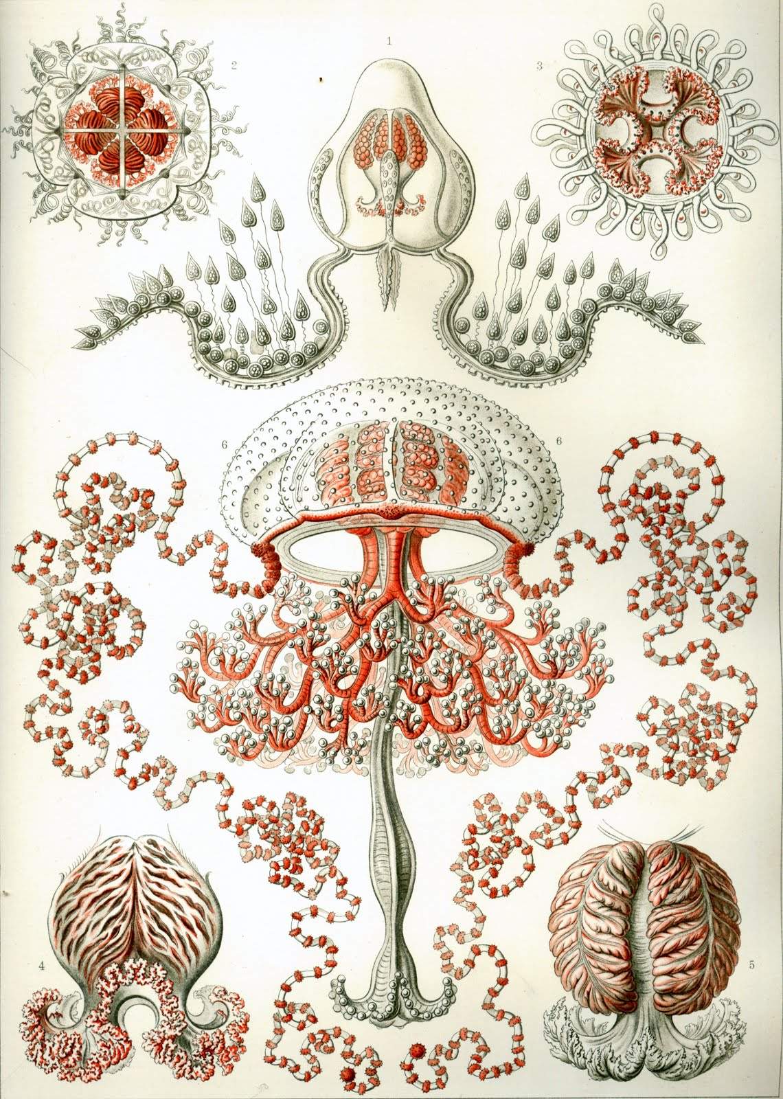Artforms-in-Nature-Kunstformen-der-Natur-Ernst-Haeckel-Anthomedusae.jpg