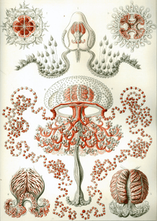 Artforms-in-Nature-Kunstformen-der-Natur-Ernst-Haeckel-Anthomedusae.jpg