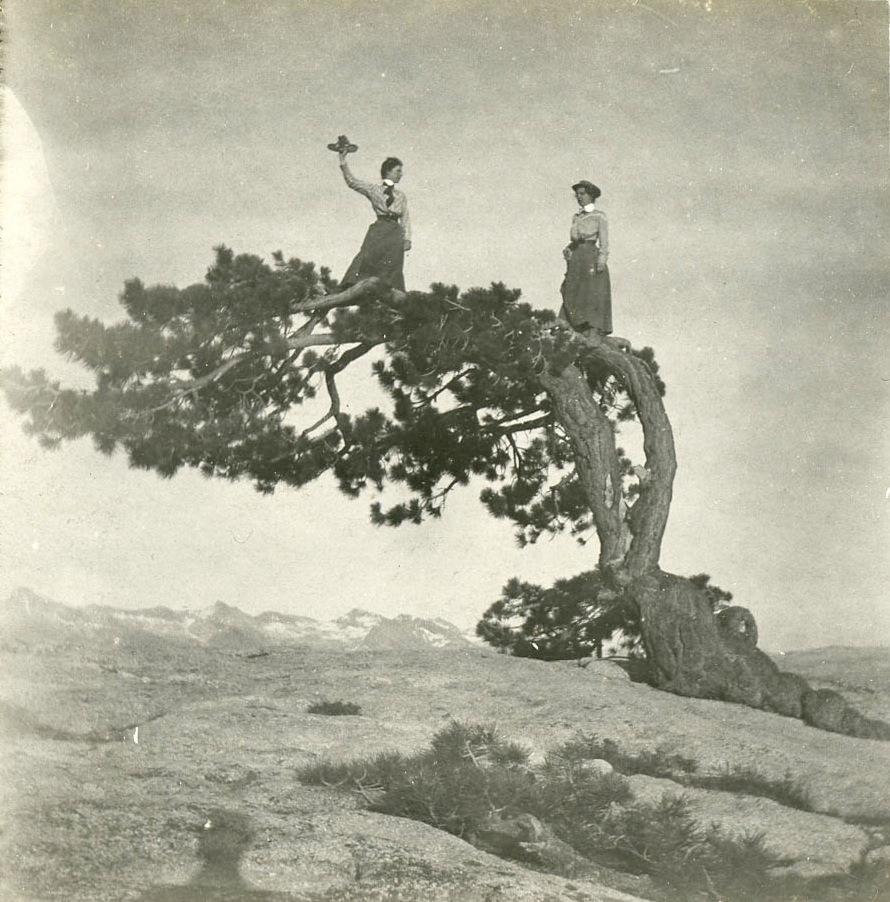 Jeffrey Pine on Sentinel Dome, CA