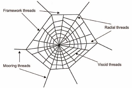 Fig-1-Schematic-diagram-of-a-spider-web.png