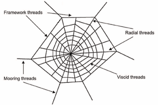 Fig-1-Schematic-diagram-of-a-spider-web.png
