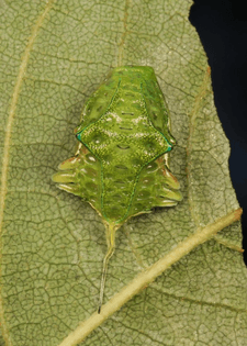 Limacodid Slug Caterpillar by John Horstman
