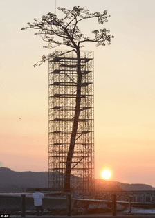 The 250-year-old "miracle" pine