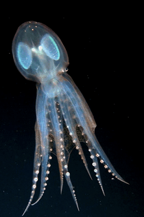 Telescope Octopus, Ghost Octopus
