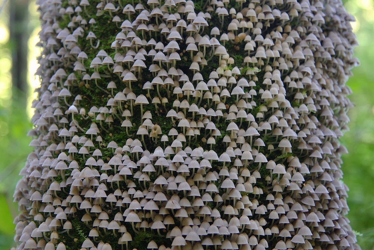 Mushrooms blooming in the tree bark