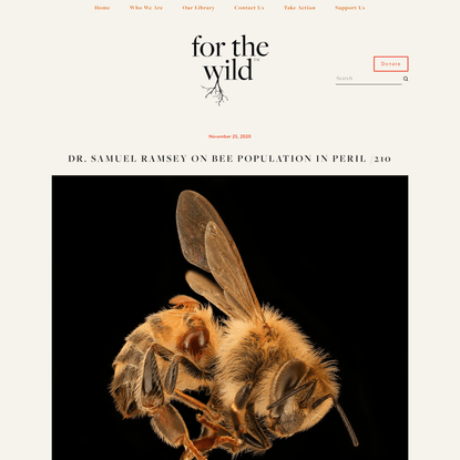 For The Wild Podcast with Ayana Young: Dr. SAMUEL RAMSEY on Bee Population in Peril / Episode 210 — FOR THE WILD