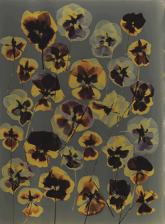 Adam Fuss | Untitled (Pansies) 1992, cibachrome photogram, 35.5 x 28 cm