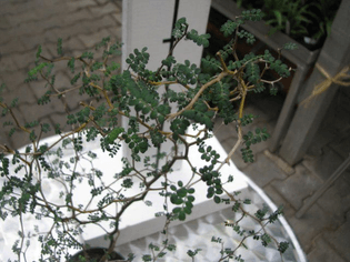 sephora prostrata